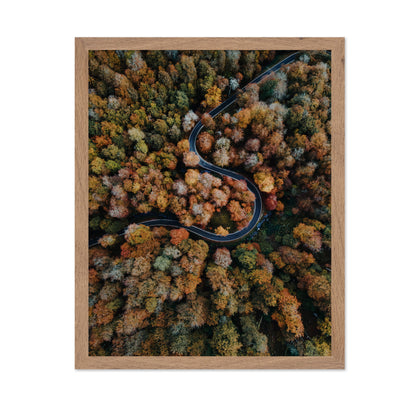 Curved Forest Path