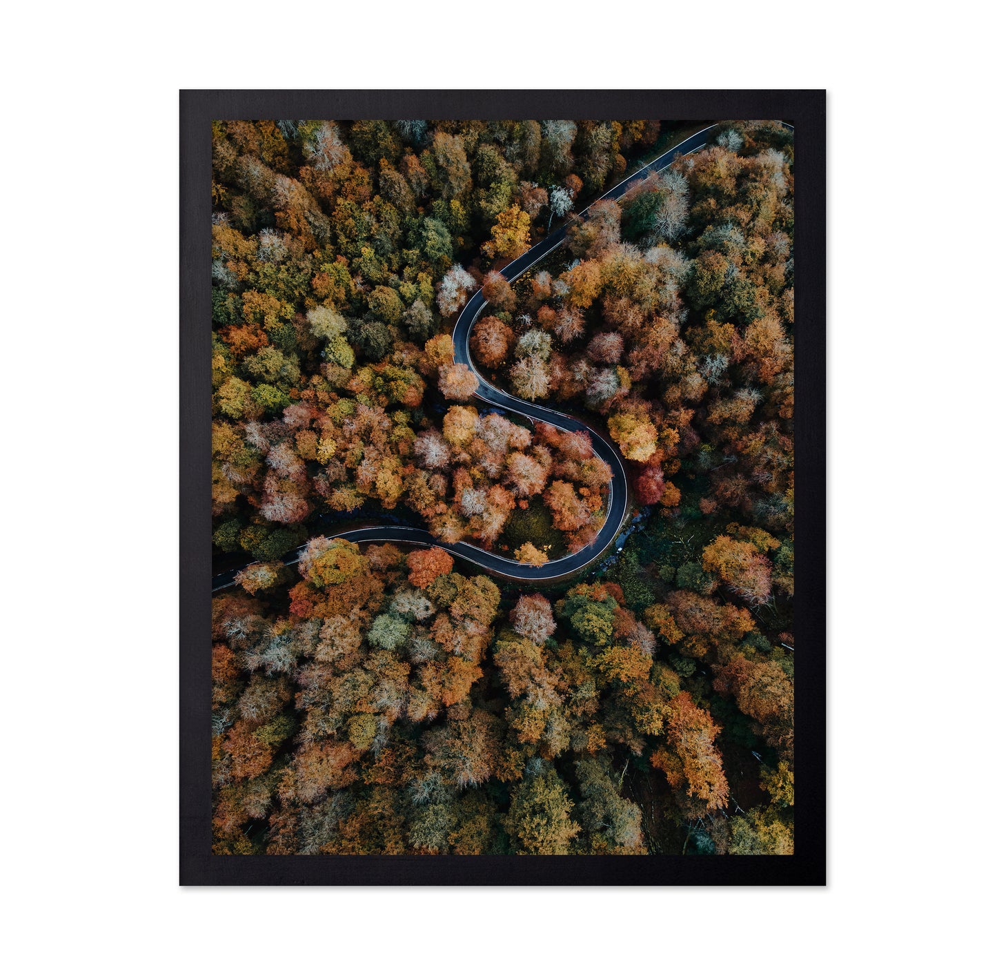 Curved Forest Path