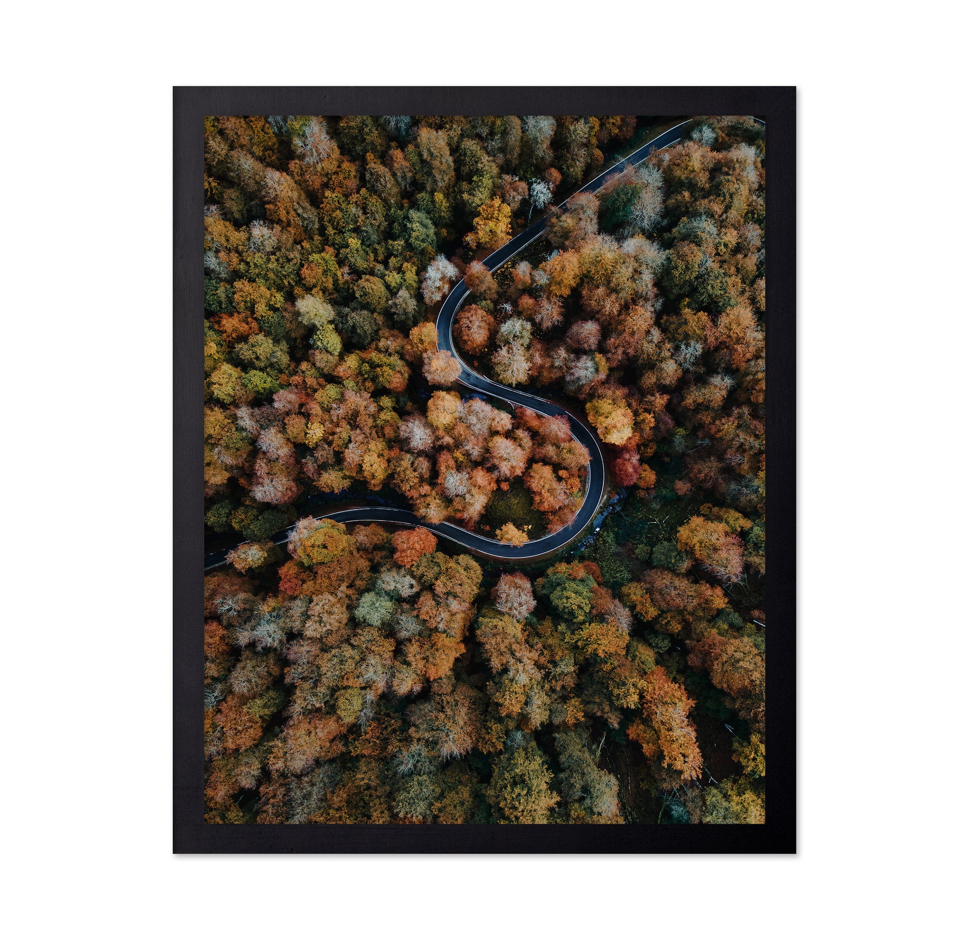 Curved Forest Path