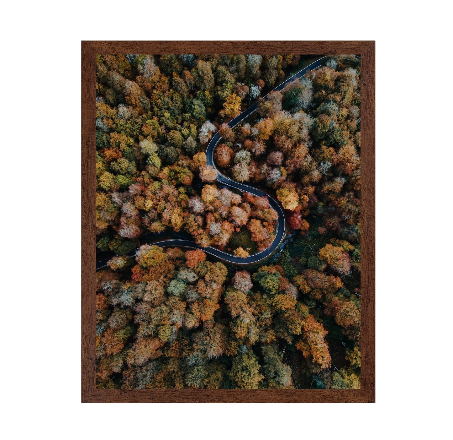 Curved Forest Path