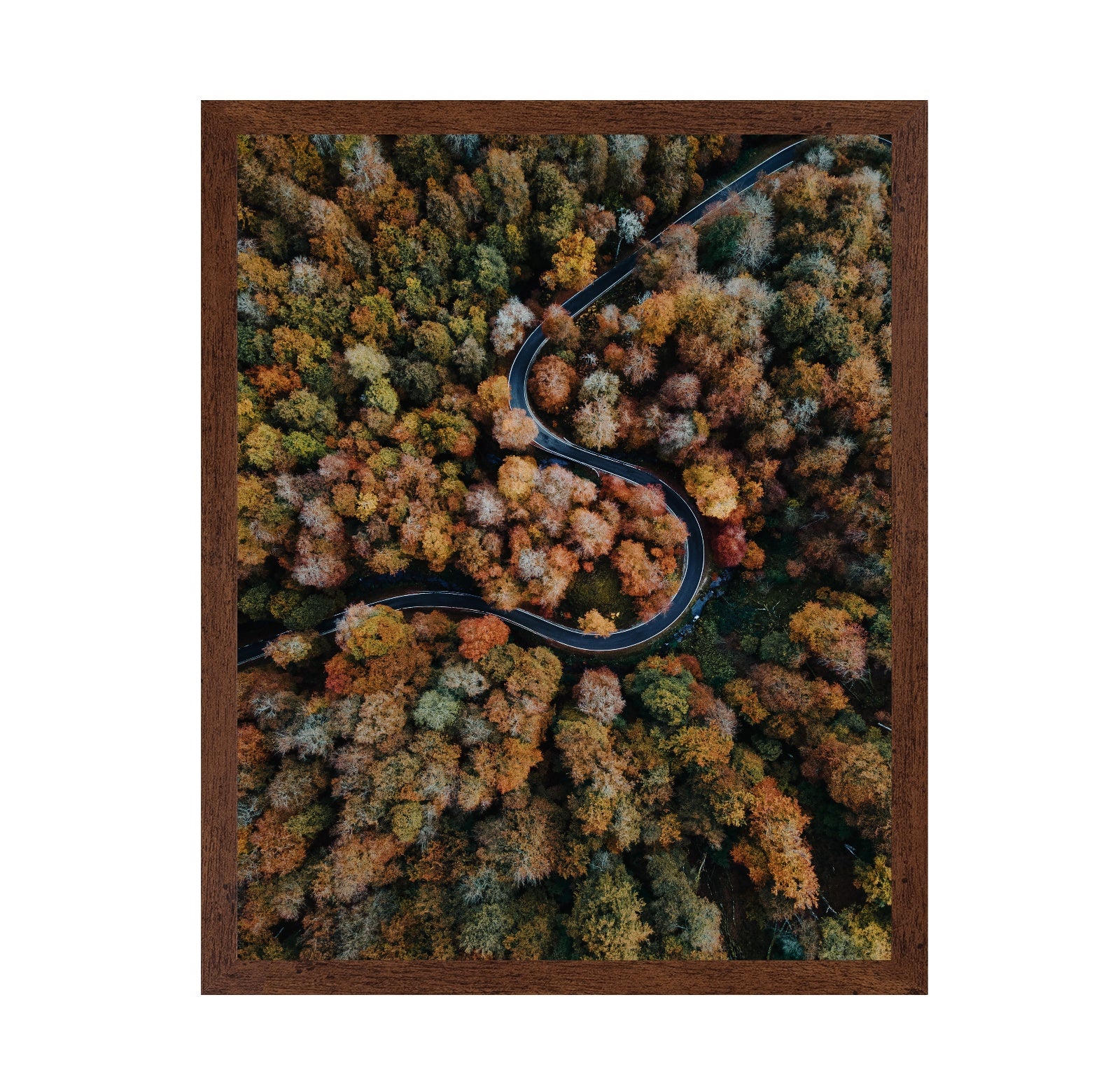 Curved Forest Path