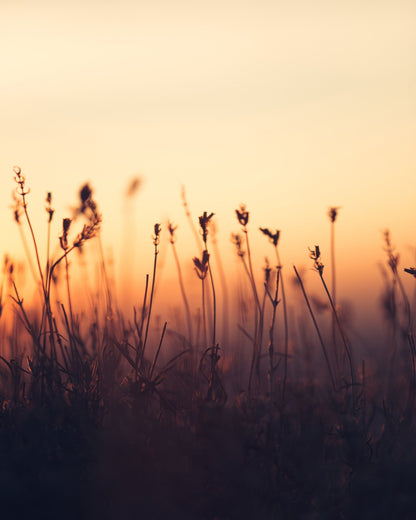 Sunset over Meadow