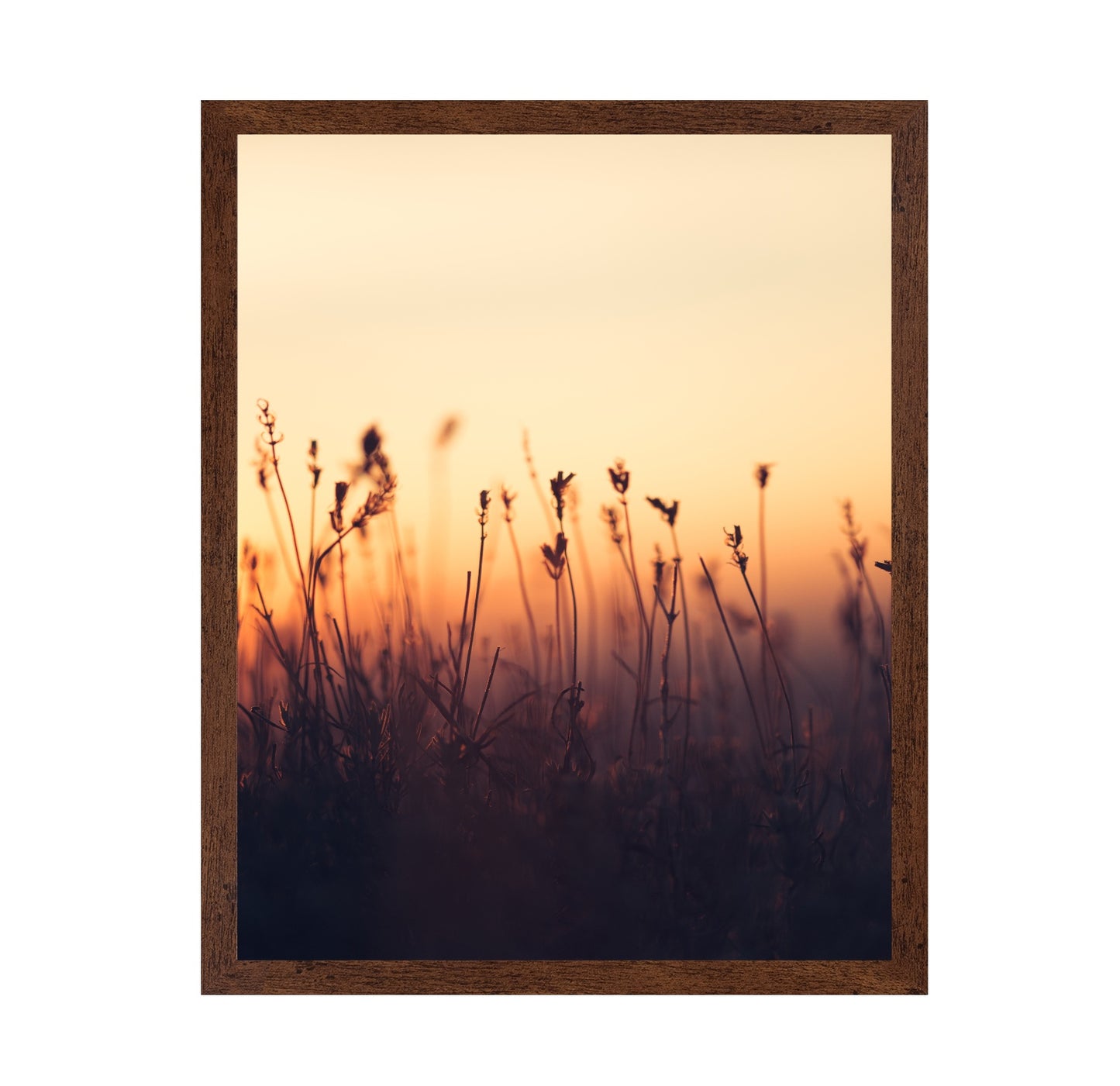 Sunset over Meadow