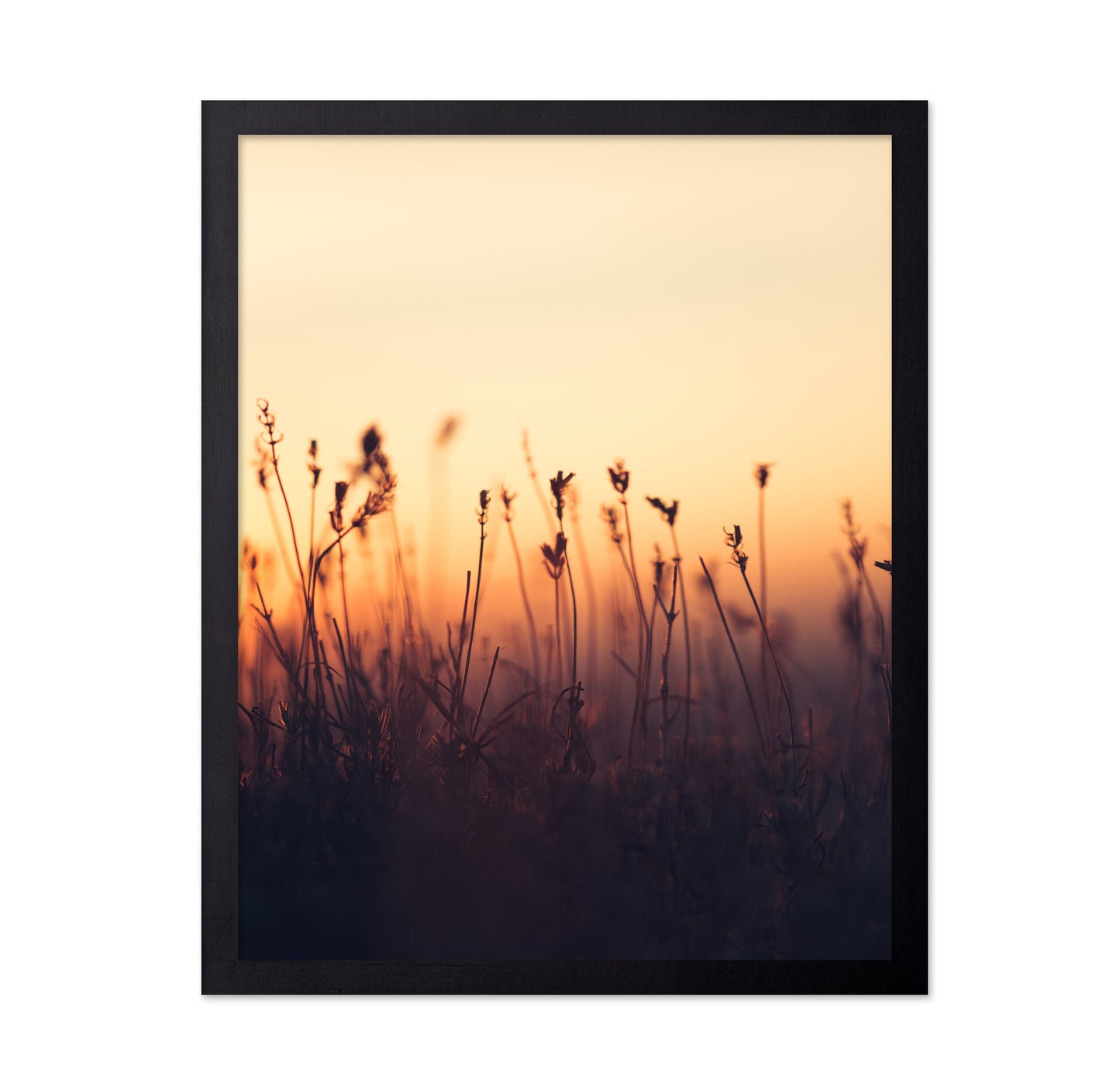 Sunset over Meadow