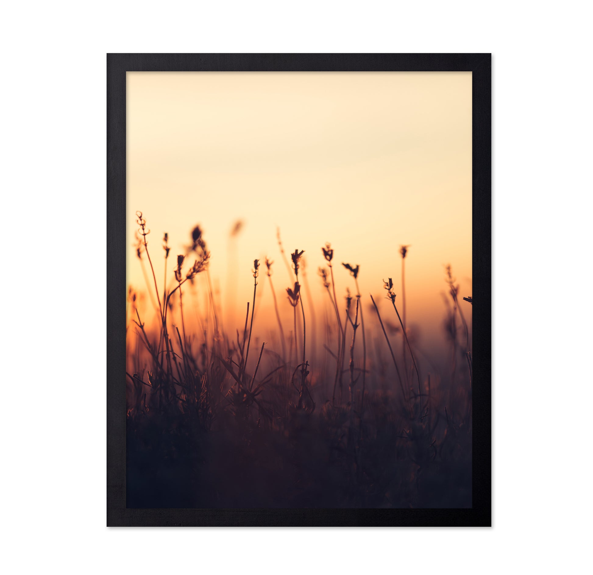 Sunset over Meadow