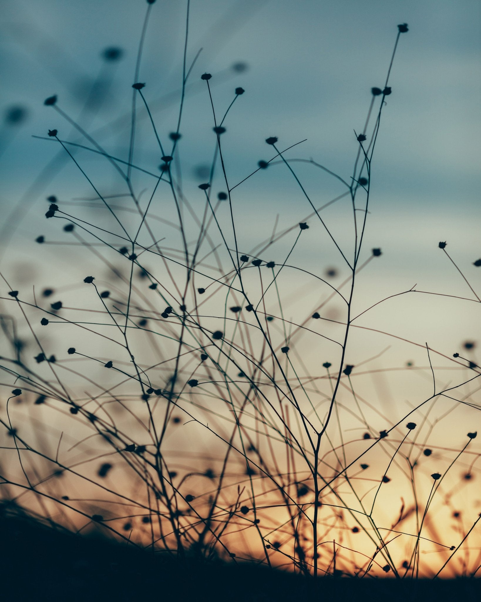 Sunset Through the Grasses