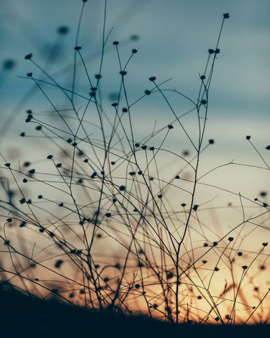 Sunset Through the Grasses