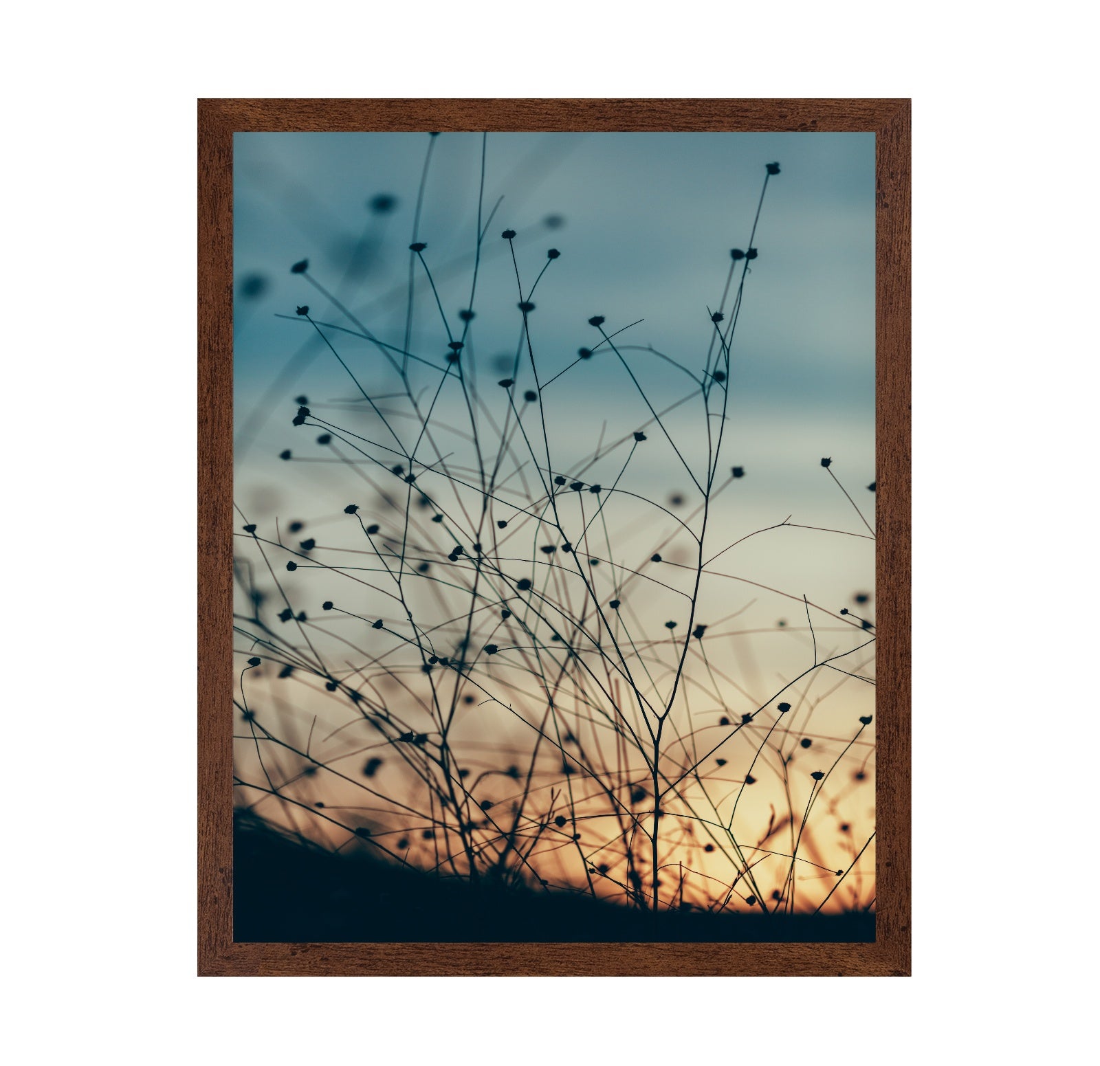Sunset Through the Grasses