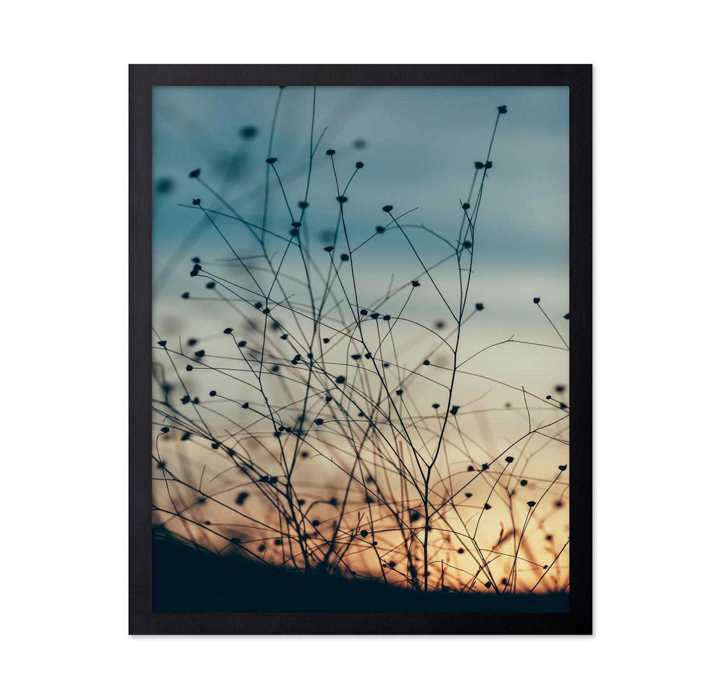 Sunset Through the Grasses