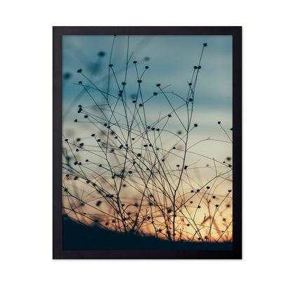 Sunset Through the Grasses