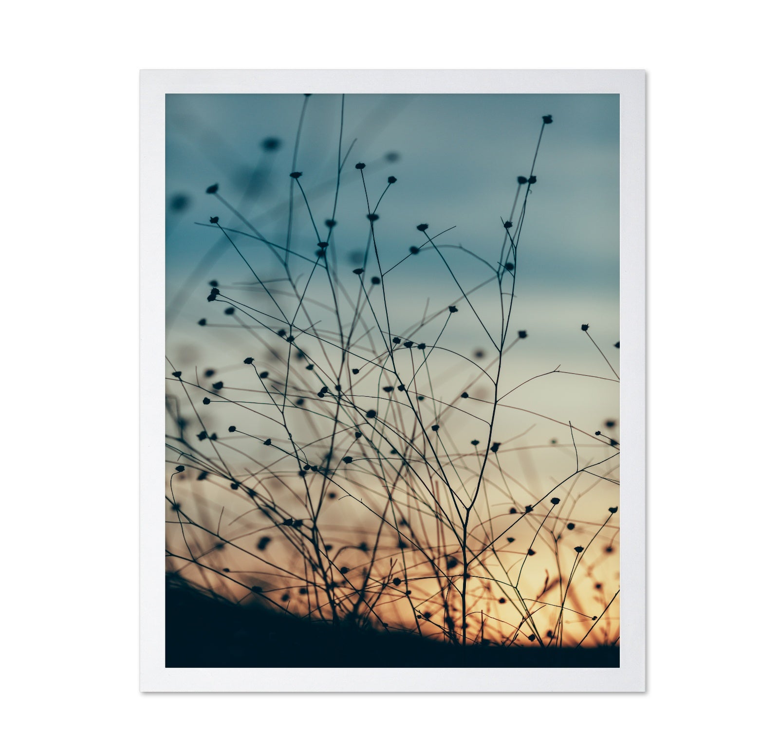 Sunset Through the Grasses