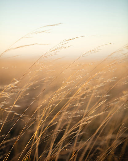 Golden Prairie Grass