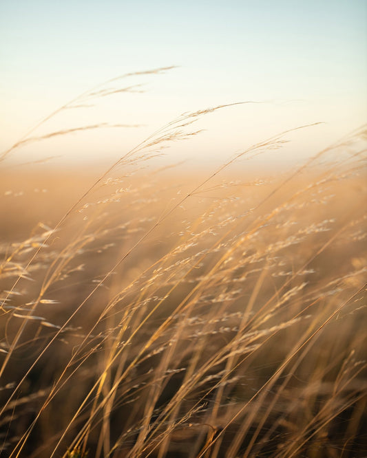 Golden Prairie Grass