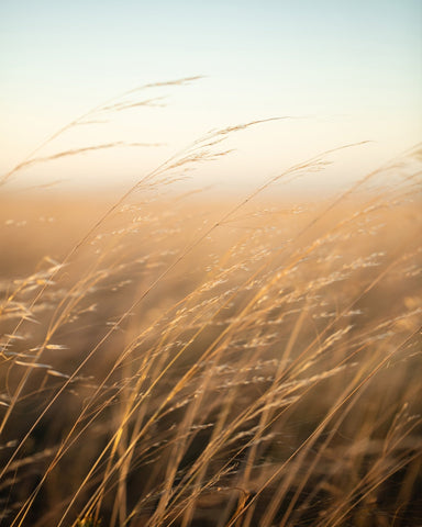 Golden Prairie Grass