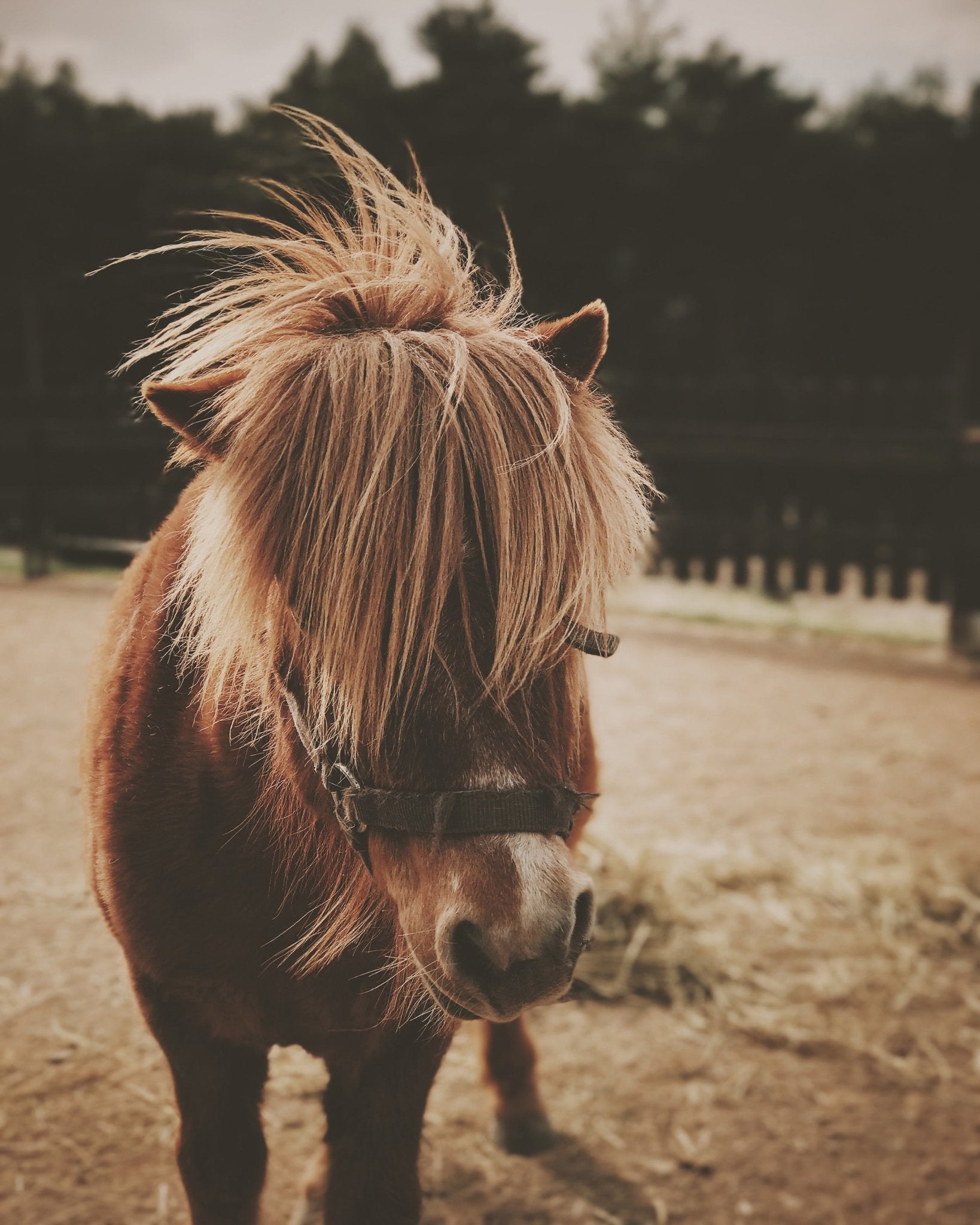 Pony with a Shaggy Mane