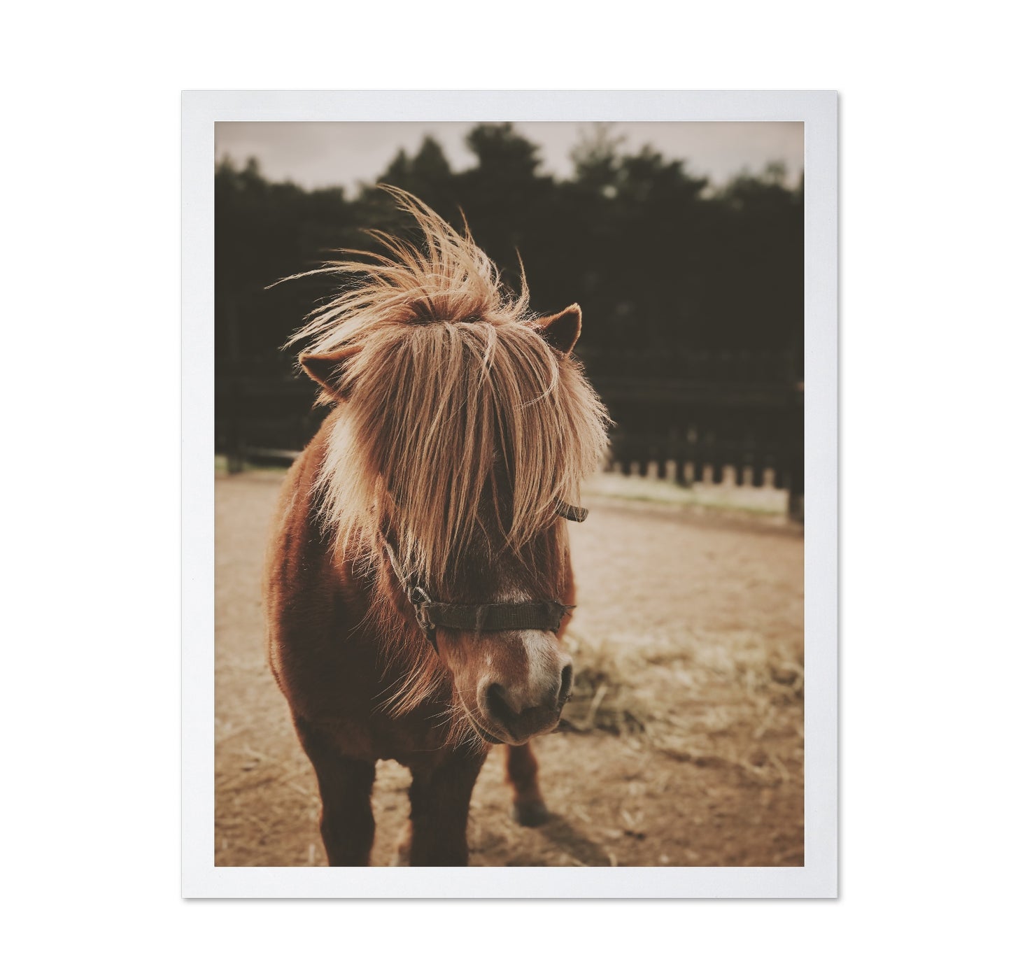 Pony with a Shaggy Mane