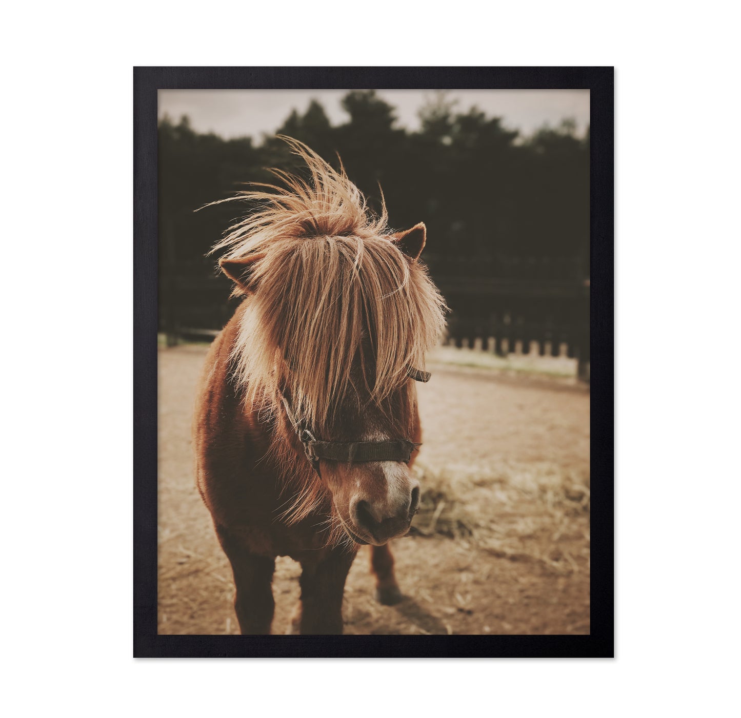 Pony with a Shaggy Mane