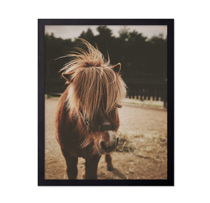 Pony with a Shaggy Mane