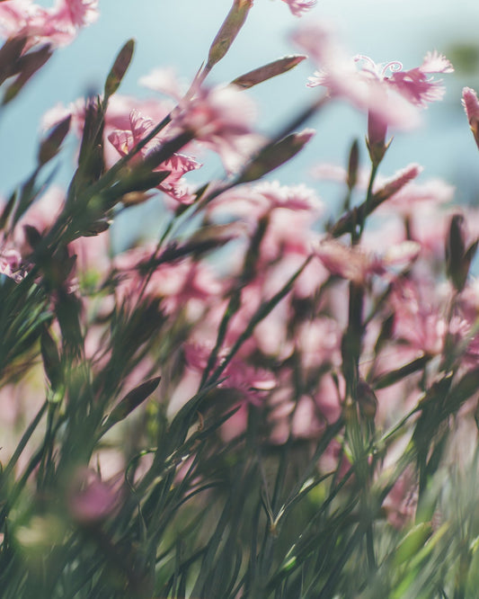 Dreamy Scene of Pink Flowers