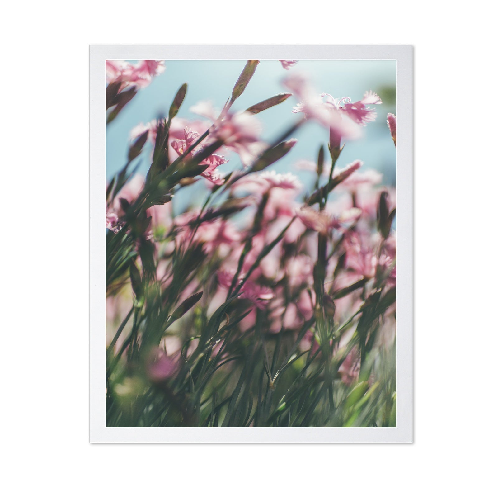 Dreamy Scene of Pink Flowers