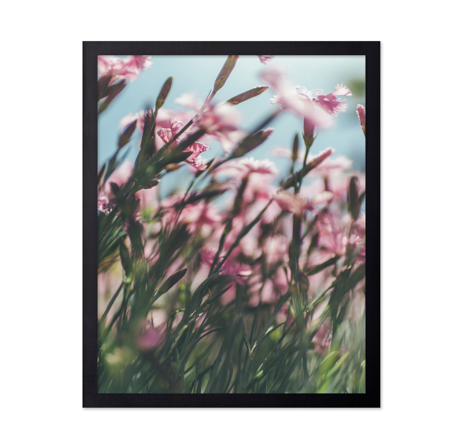 Dreamy Scene of Pink Flowers