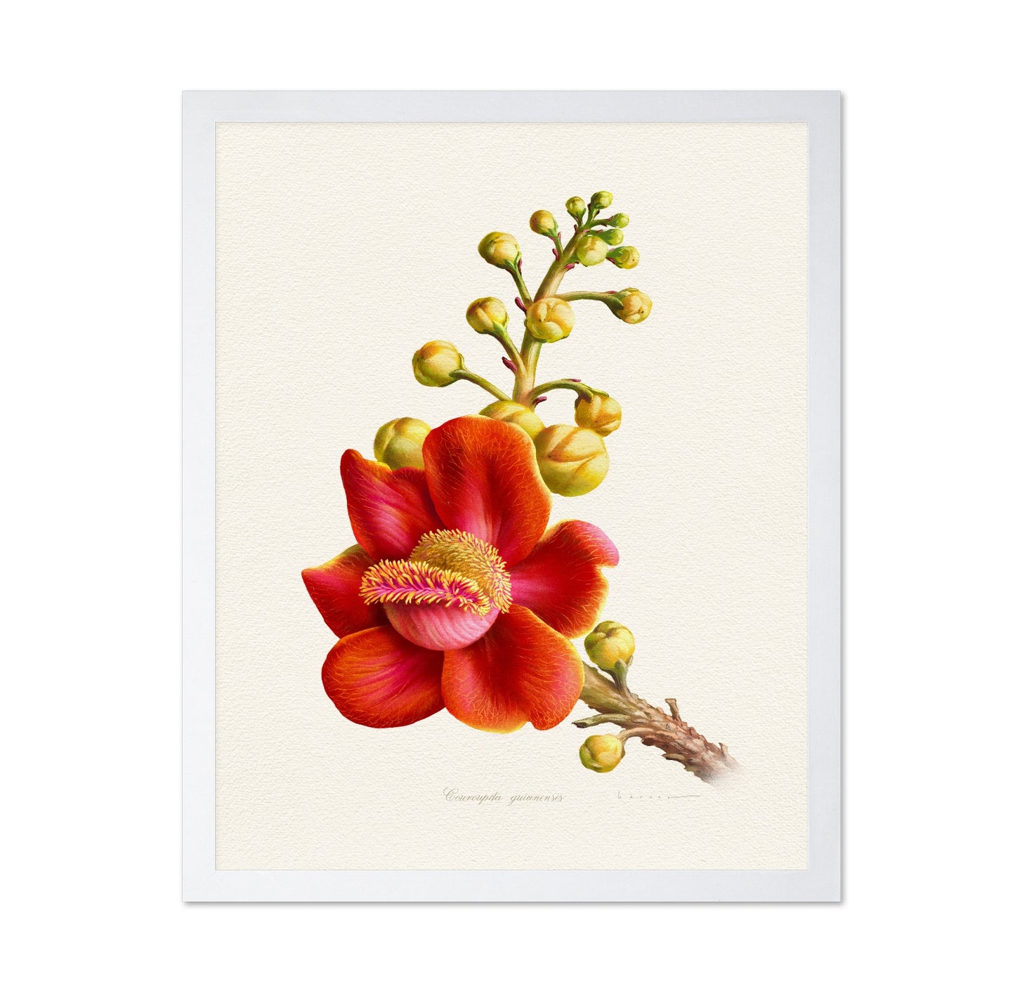 Couroupita Guianensis