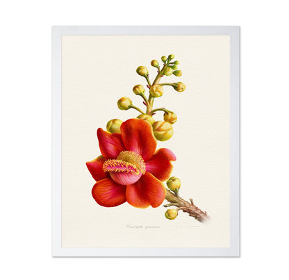 Couroupita Guianensis