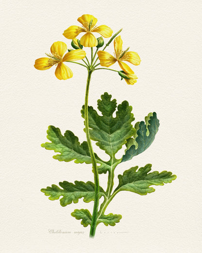 Chelidonium Majus