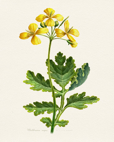 Chelidonium Majus