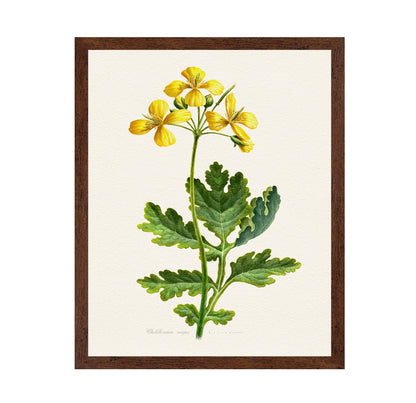 Chelidonium Majus