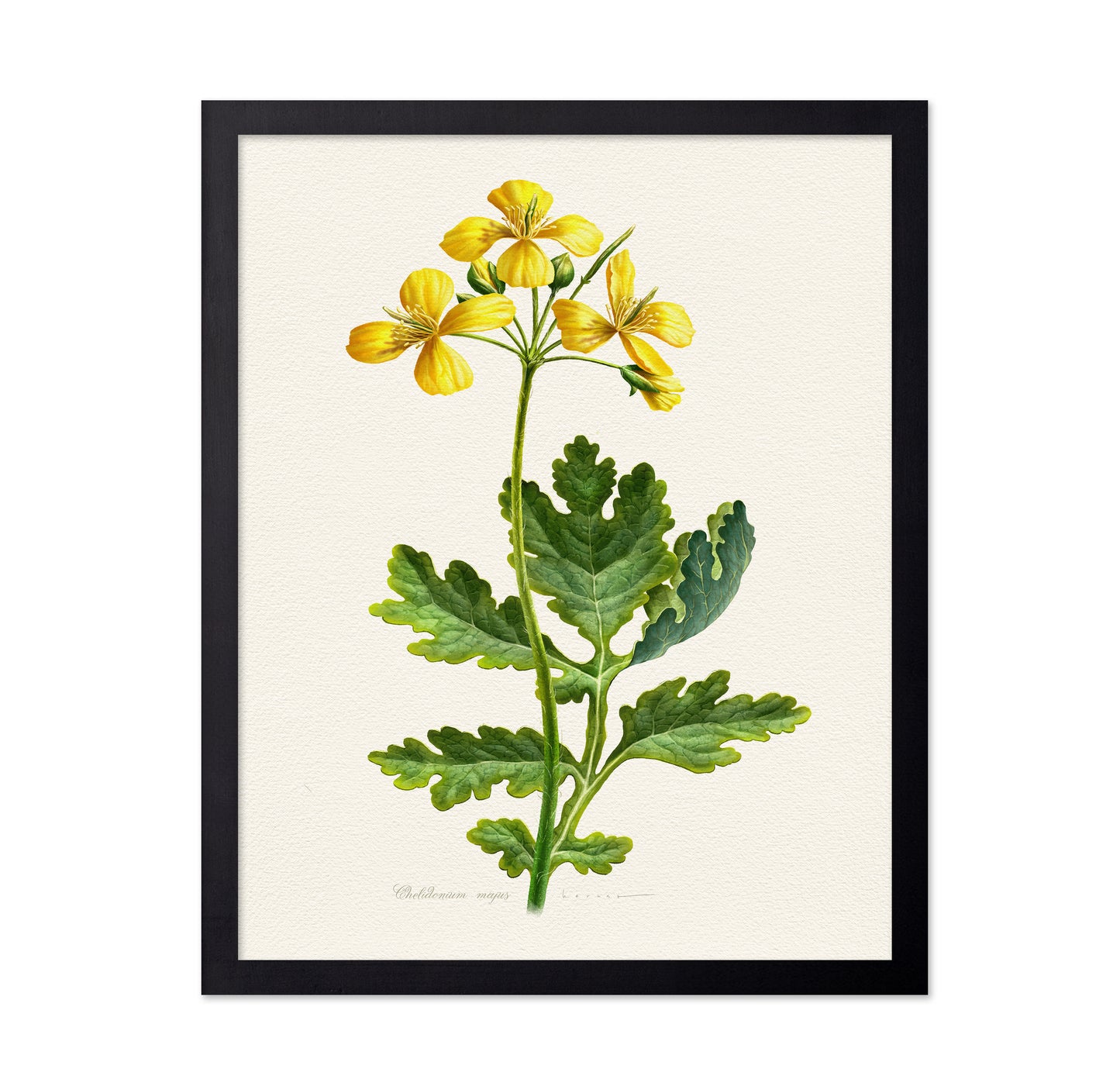 Chelidonium Majus