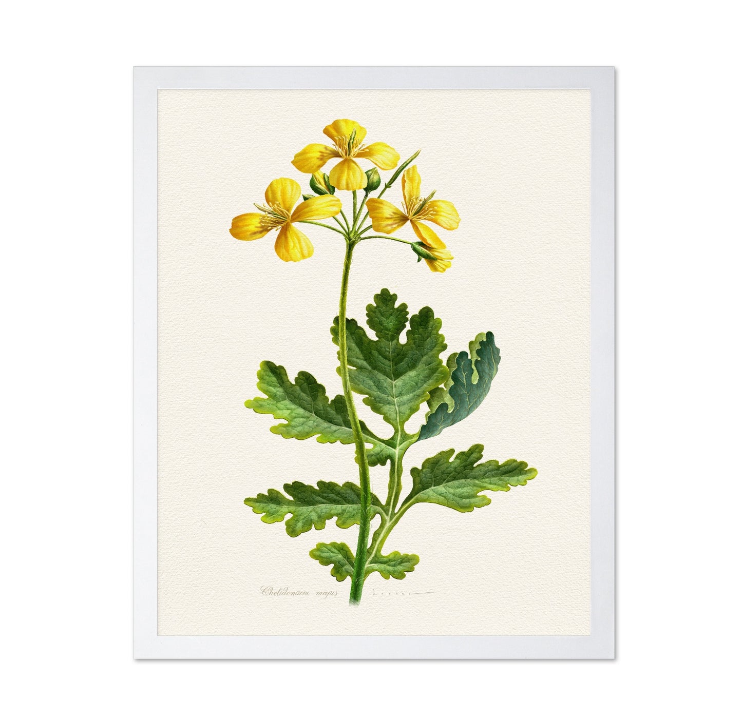 Chelidonium Majus