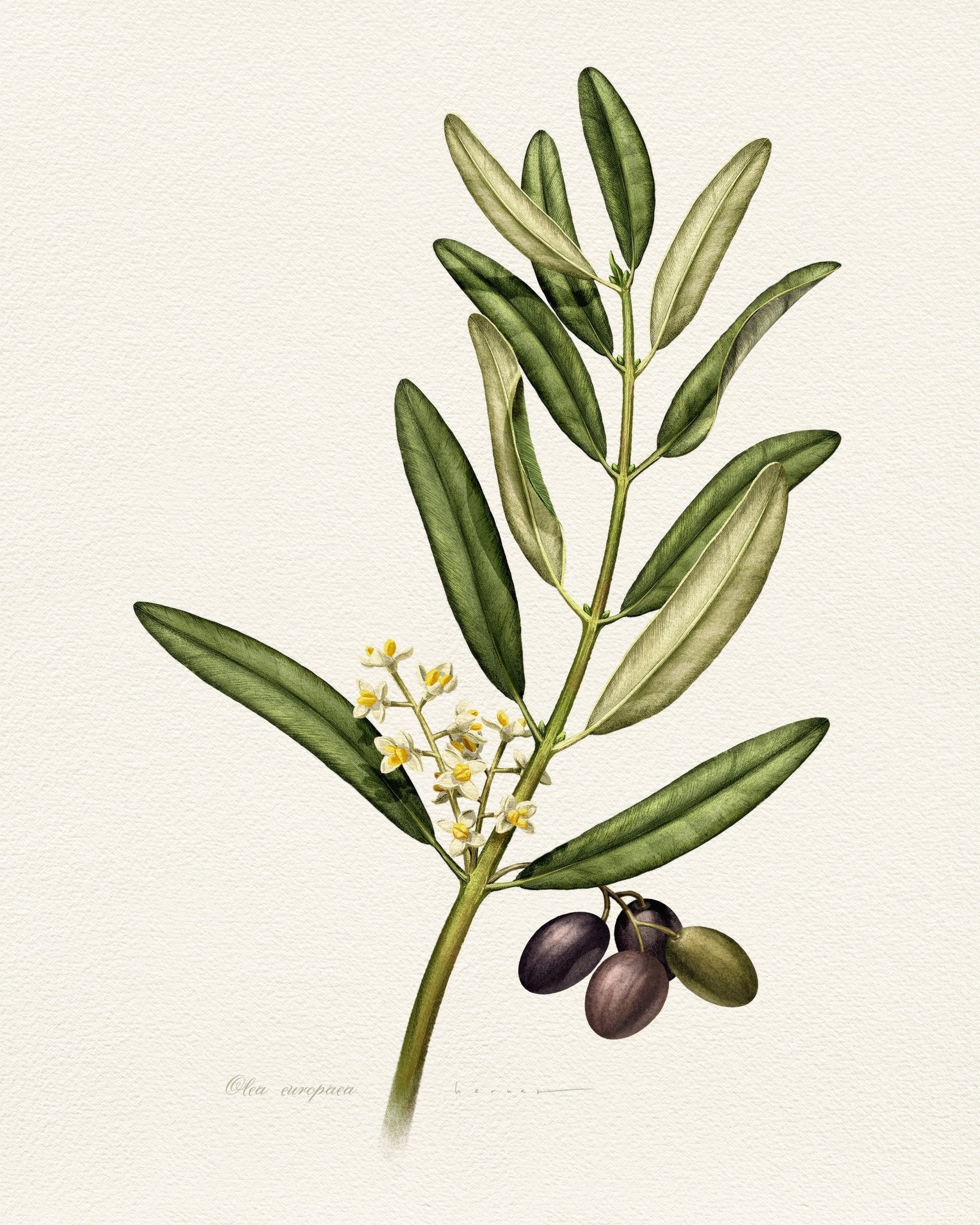 Olea Europaea
