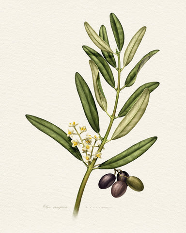 Olea Europaea