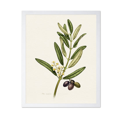 Olea Europaea