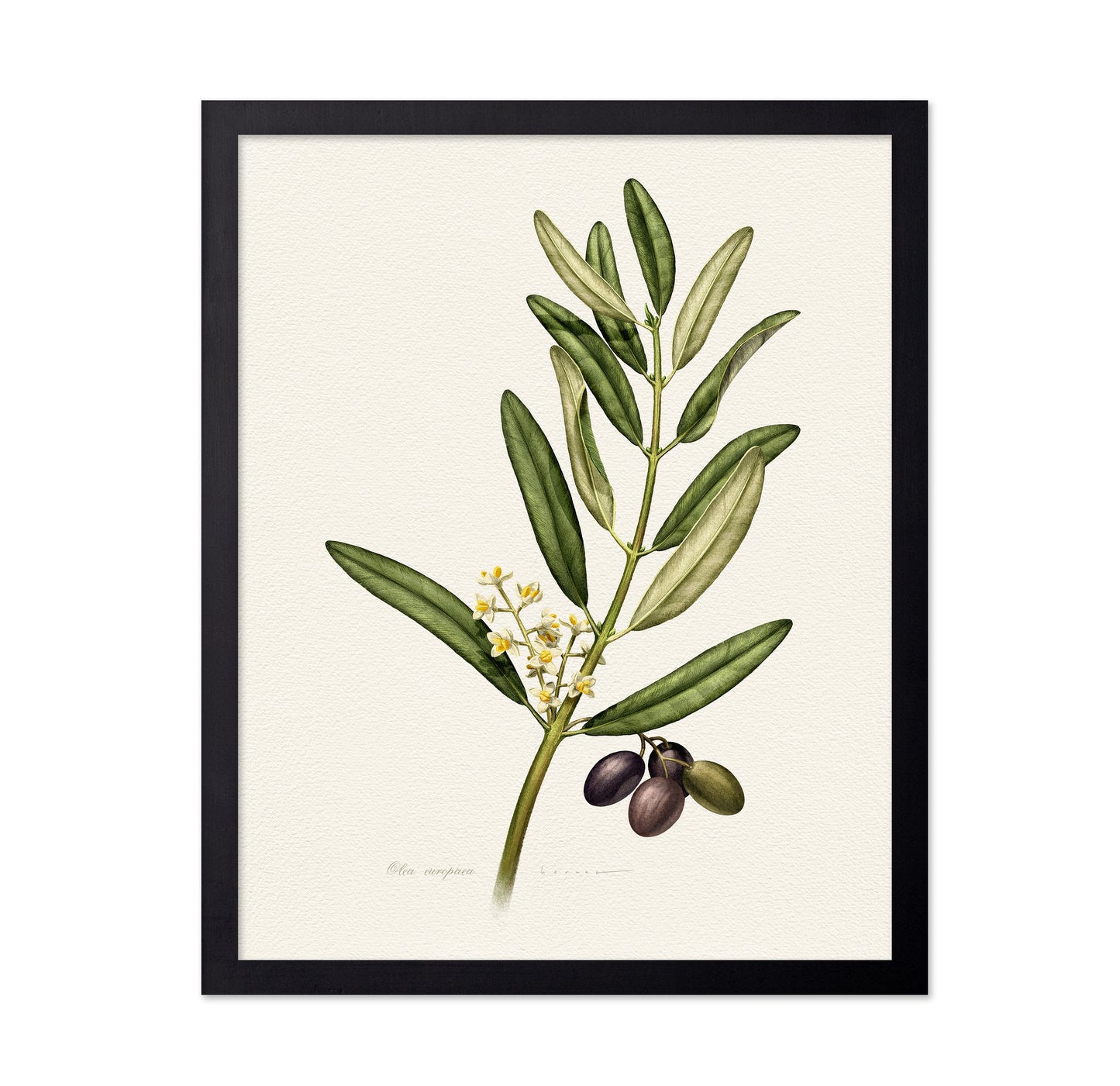 Olea Europaea