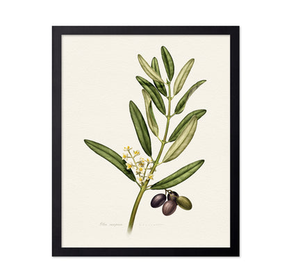 Olea Europaea