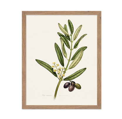 Olea Europaea