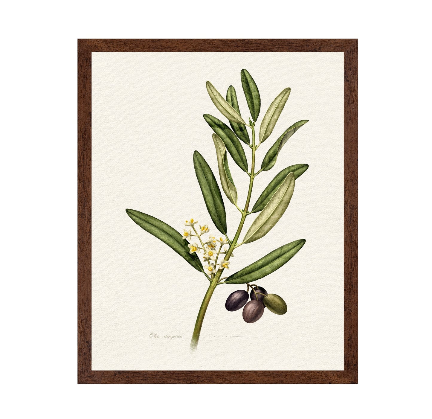Olea Europaea