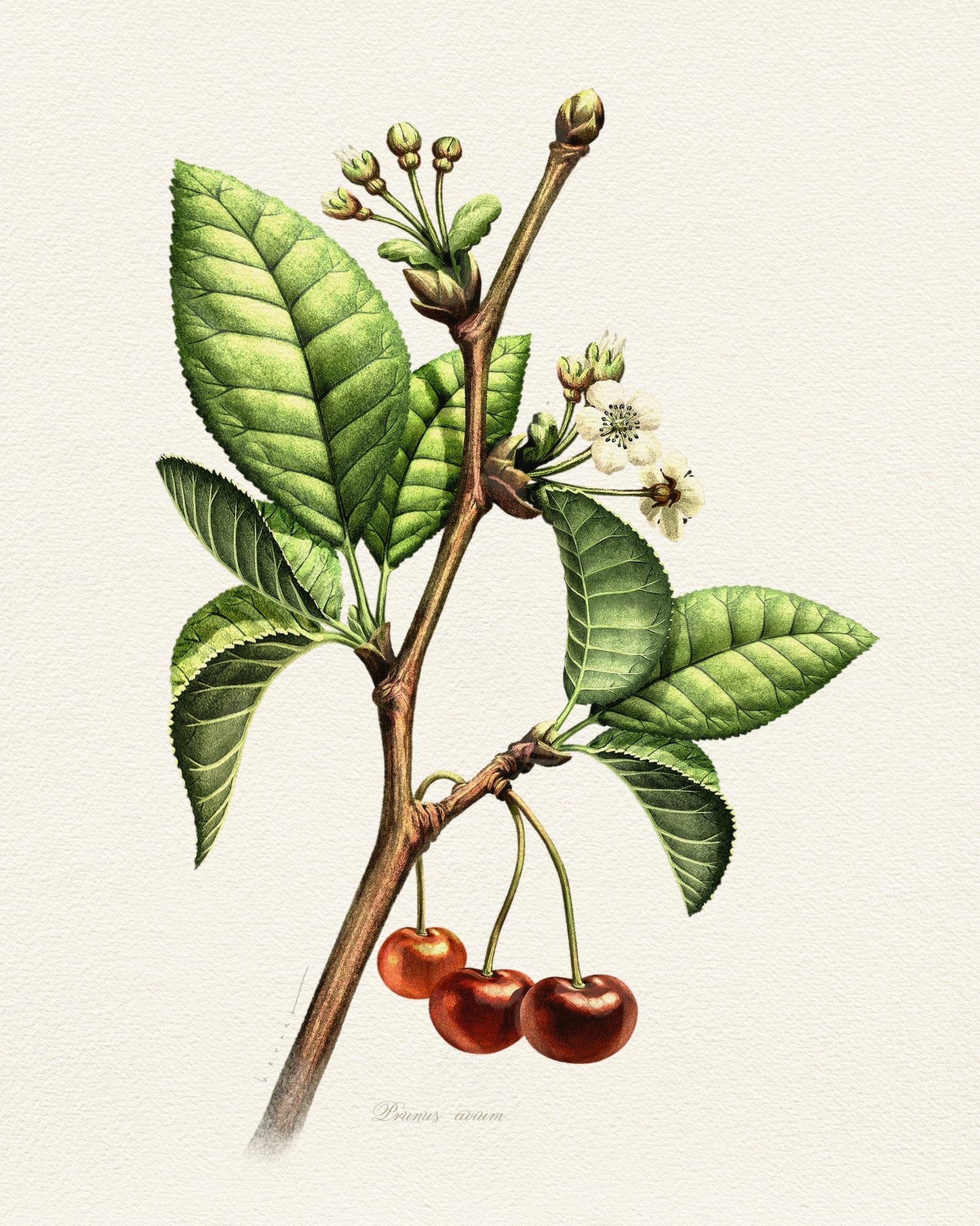 Prunus Avium