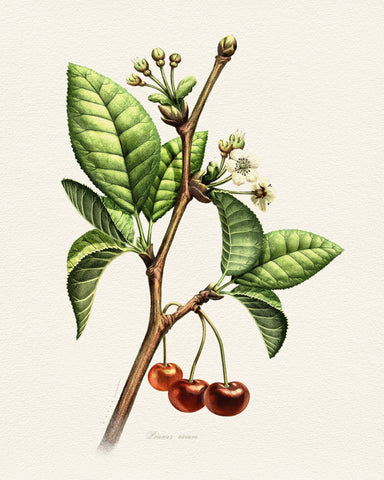 Prunus Avium