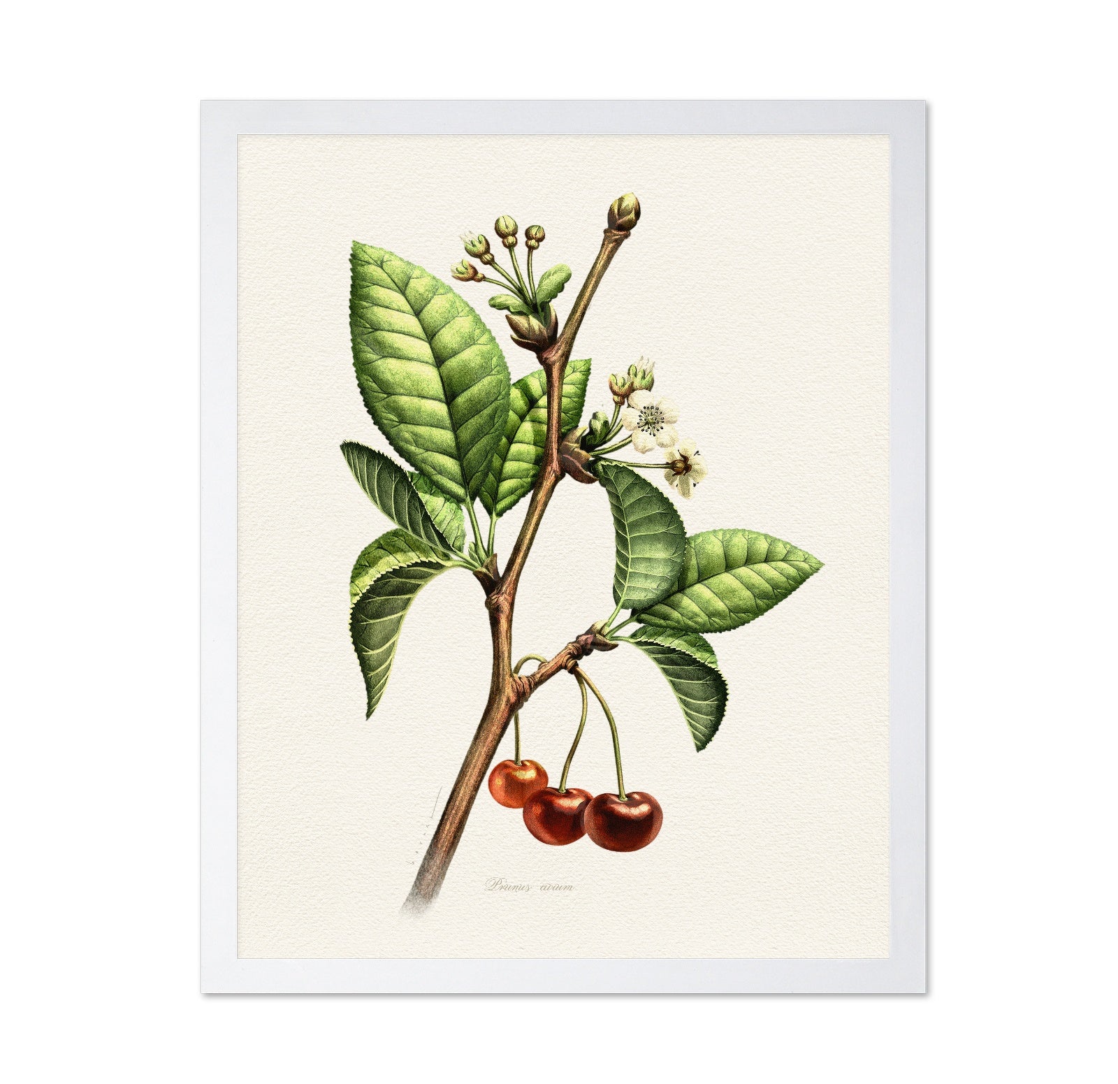 Prunus Avium