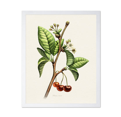 Prunus Avium