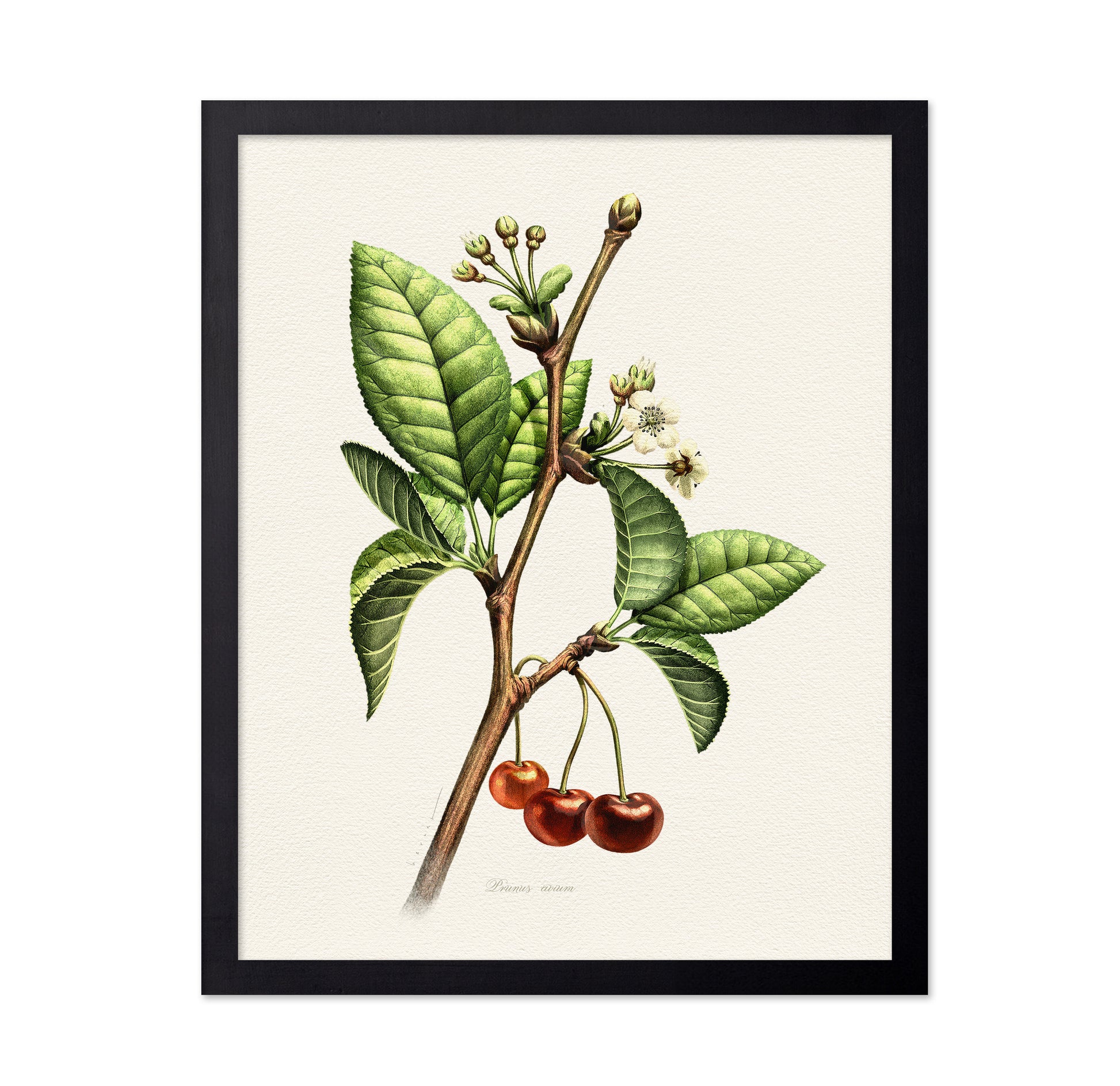 Prunus Avium