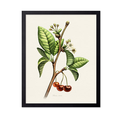 Prunus Avium