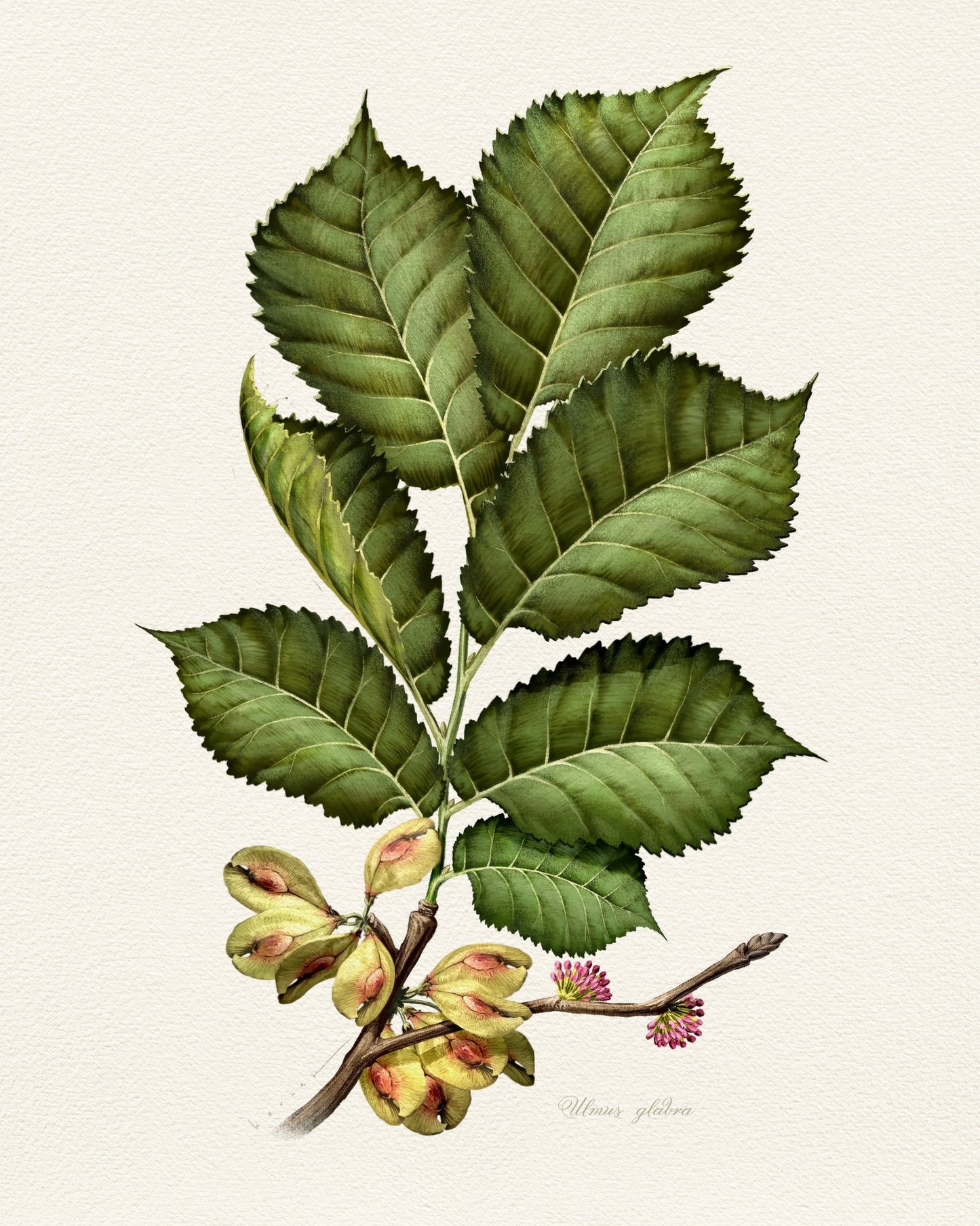 Ulmus Glabra