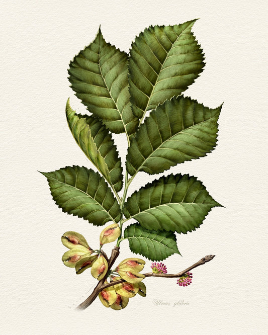 Ulmus Glabra