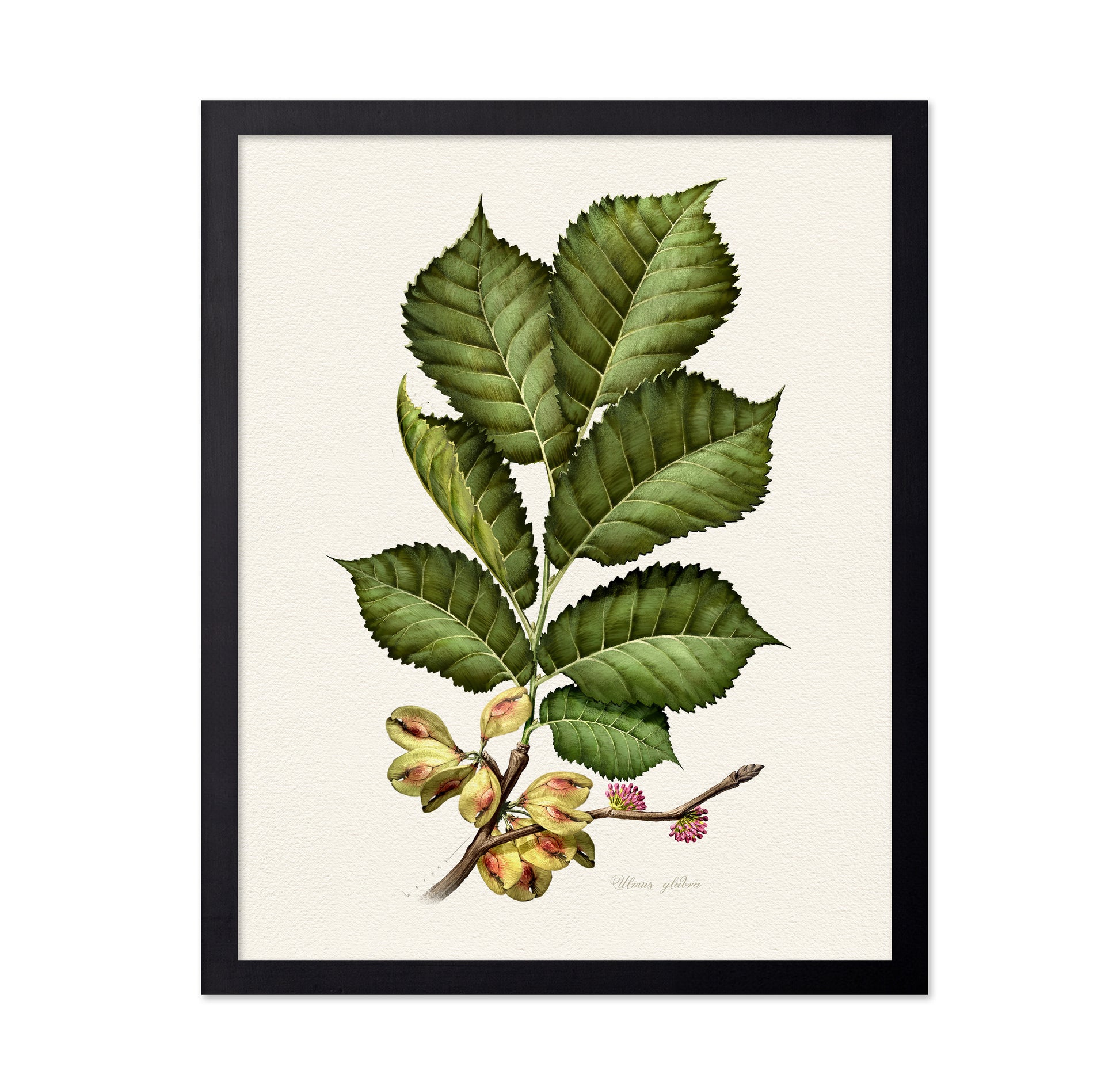 Ulmus Glabra