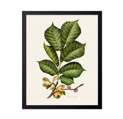 Ulmus Glabra