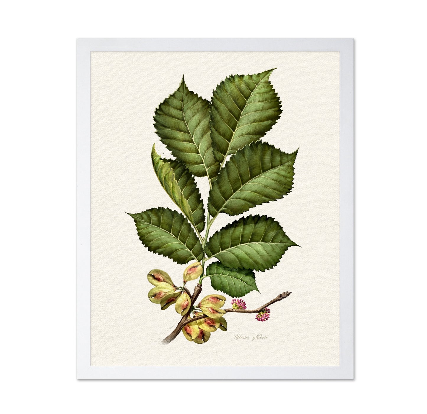 Ulmus Glabra